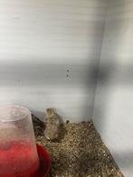 Chinesedwerg kwartel jongen, Dieren en Toebehoren, Pluimvee, Mannelijk, Overige soorten