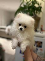 Pomeranian supermini, Particulier, 8 tot 15 weken, Buitenland, Parvo