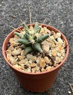 Cactus, Ferobergia, Huis en Inrichting, Kamerplanten, Ophalen of Verzenden, Cactus, Volle zon, Minder dan 100 cm