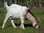 mooie geitenbok, Dieren en Toebehoren, Schapen, Geiten en Varkens, Mannelijk, Geit, 0 tot 2 jaar