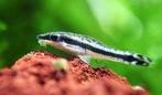 Otocinclus affinis - Koidream Valburg