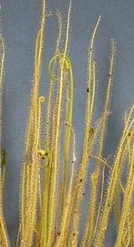 Bladstek Drosera filiformis 'gigantea', Huis en Inrichting, Kamerplanten, Ophalen of Verzenden, Overige soorten, Minder dan 100 cm