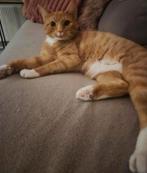 Rode Kater van 1.5 jaar, Kater, Kortharig, 0 tot 2 jaar