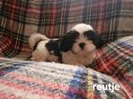 Boomerpups, Dieren en Toebehoren, Honden | Chihuahua's en Gezelschapshonden, 8 tot 15 weken, Meerdere, Nederland, Particulier