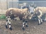 Te koop: mooie bonte zwoegervrije dekram, Dieren en Toebehoren, Schapen, Geiten en Varkens, Mannelijk, Schaap, 0 tot 2 jaar