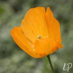Papaver ...☀️...Oranje klaproos zaden ., Tuin en Terras, Ophalen, Volle zon