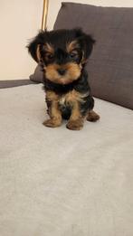 Yorkshire Terrier, Dieren en Toebehoren, Honden | Jack Russells en Terriërs, Yorkshire Terriër, 8 tot 15 weken, Teef, Eén hond