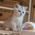 Onze lieve britse korthaar kittens(stamboom)mogen verhuizen, Dieren en Toebehoren, Katten en Kittens | Raskatten | Korthaar, Gechipt