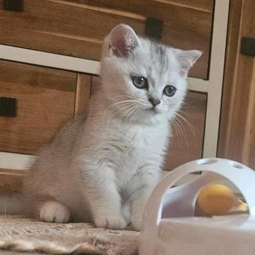 Onze lieve britse korthaar kittens(stamboom)mogen verhuizen, Dieren en Toebehoren, Katten en Kittens | Raskatten | Korthaar, 0 tot 2 jaar