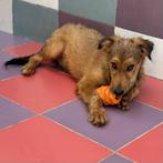 ACE: Paxton, het enige wat hij wil doen is knuffelen!, Dieren en Toebehoren, Honden | Niet-rashonden, Particulier, Rabiës (hondsdolheid)