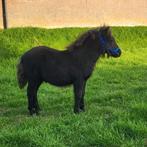 Shetlander veulen, Hengst