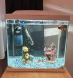 aquarium met vissen, Dieren en Toebehoren, Vissen | Aquaria en Toebehoren, Ophalen of Verzenden, Zo goed als nieuw