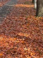 GEZOCHT: walibi fright night 2 tickets voor zondag 19 okt, Contacten en Berichten, Sport en Hobby oproepen