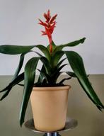Bromelia ‘Aechmea Pepita’ in crème keramieken pot – In b, Huis en Inrichting, Kamerplanten, Ophalen, Halfschaduw, Minder dan 100 cm