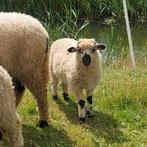Walliser Schwarznase kruisingen, Dieren en Toebehoren, Schapen, Geiten en Varkens, Meerdere dieren, Schaap