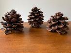 3 Grote Dennenappels, Ophalen of Verzenden, Nieuw