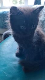 2 super schattige britse kittens beschikbaar om te verhuizen, Dieren en Toebehoren, Katten en Kittens | Raskatten | Korthaar, Meerdere dieren