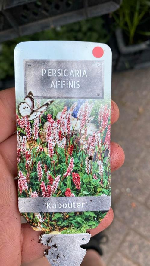 Persicaria ‘kabouter’, Tuin en Terras, Planten | Tuinplanten, Zomer, Ophalen