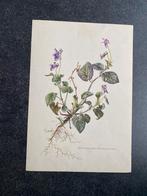 10 prenten bloemen/planten 16,5x24 cm samen 29 euro oa aster, Antiek en Kunst, Ophalen of Verzenden, Natuur en Biologie