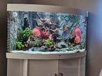 Juwel trigon 350 met stendker discus vissen, Dieren en Toebehoren, Zo goed als nieuw, Ophalen, Gevuld zoetwateraquarium