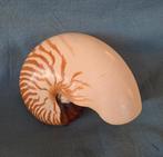 Grote Nautilus - zee schelp, Verzamelen, Ophalen of Verzenden, Schelp(en)