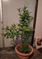 Sinaasappel boom plant 6 jaar oud inclusief pot, Tuin en Terras, Ophalen, Lente, Overige soorten, In pot