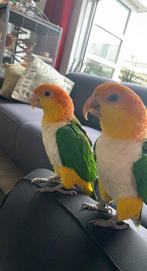 Twee handtamme roestkop caiques, Dieren en Toebehoren, Mannelijk, Papegaai, Tam