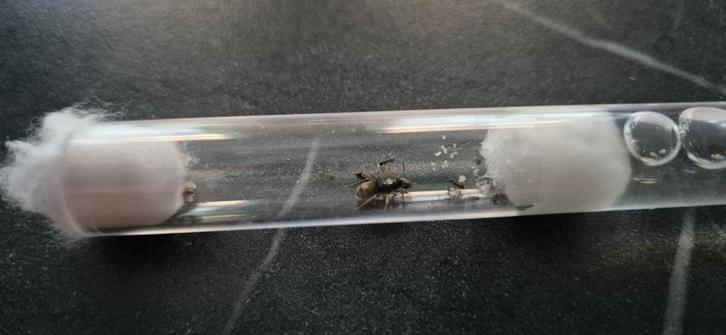 Lasius niger startkolonie 5 tot 10 werksters., Dieren en Toebehoren, Insecten en Spinnen, Mieren