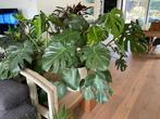 Mooie grote Monstera Gatenplant zonder pot, Ophalen