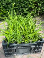 Hemerocallis ‘Sammy Russell’ Daglelie, Ophalen, Zomer, Volle zon