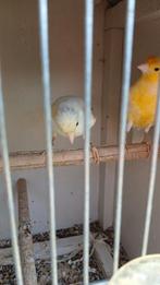 Mooi kanarie koppel, Dieren en Toebehoren, Vogels | Kanaries, Meerdere dieren, Kleurkanarie