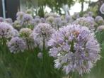 Allium sierui vaste plant, Ophalen of Verzenden, Zomer, Overige soorten, Halfschaduw