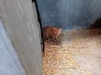 Kittens, Dieren en Toebehoren
