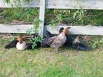 Gratis kippen, Dieren en Toebehoren, Geslacht onbekend, Kip