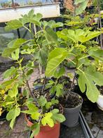 Vijgenboom, Ophalen, Minder dan 100 cm, Volle zon, In pot