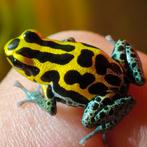 Ranitomeya ventrimaculata 'Goldphase', ook springstaarten, Amfibie, 0 tot 2 jaar