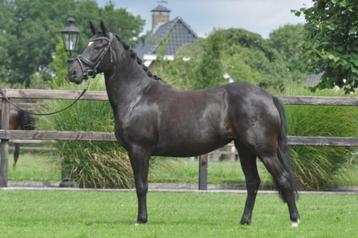 10 jarige brave new forest pony beschikbaar voor biedingen