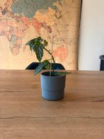 Stippenplant / begonia maculata, Huis en Inrichting, Kamerplanten, Ophalen, Overige soorten, Minder dan 100 cm