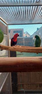 Edelpapegaaien natuurbroed, Dieren en Toebehoren, Meerdere dieren, Papegaai, Geringd