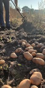 Aardappelen van Bio ras Vita Bella en Alouette, Diversen, Levensmiddelen, Ophalen of Verzenden