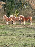 Haflinger te lease, Ophalen of Verzenden, Nieuw