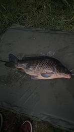 Gezocht voledige  karper set, Watersport en Boten, Ophalen of Verzenden, Zo goed als nieuw, Complete set