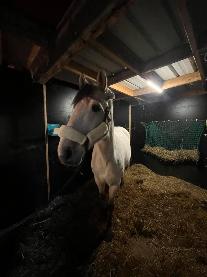 Bijrijder gezocht!!!, Dieren en Toebehoren, Paarden en Pony's | Verzorgingsproducten, Nieuw, Ophalen of Verzenden