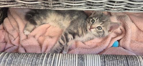 Grijze kittens, Dieren en Toebehoren, Katten en Kittens | Dekkaters