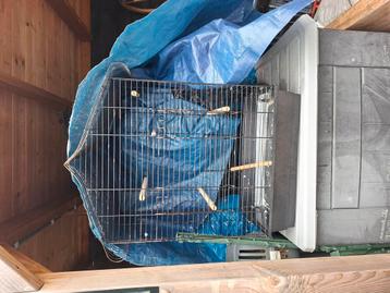 Vogel kooi met stokken. Gebruikt.. beschikbaar voor biedingen