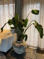 Strelitzia met grote design pot, Ophalen, 40 cm of meer, Rond, Binnen