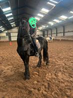 Fries paard te koop, Merrie, Recreatiepaard, Met stamboom