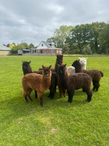 7 alpaca hengstjes beschikbaar voor biedingen