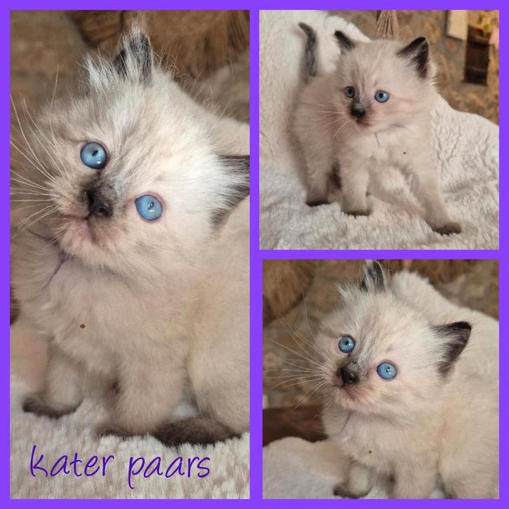 6 Prachtige Lieve Ragdoll kittens, Dieren en Toebehoren, Katten en Kittens | Raskatten | Langhaar, Meerdere dieren, 0 tot 2 jaar