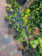 Diverse groentenplantjes: tomaat / watermeloen / paprika, Tuin en Terras, Planten | Tuinplanten, Ophalen, Volle zon, Groenteplanten